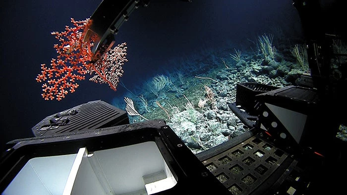 NOAA Okeanos Explorer: To ερευνητικό σκάφος που καταγράφει παράξενα πλάσματα των βυθών (Εικόνες-Βίντεο)